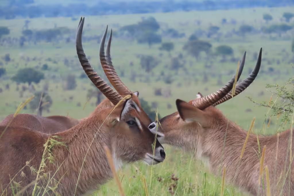 Bwindi Impenetrable Forest